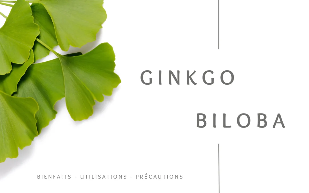 Ginkgo biloba : bienfaits, utilisations et précautions